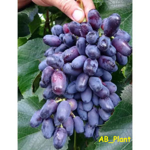 Bibit anggur akademik import asli grafting