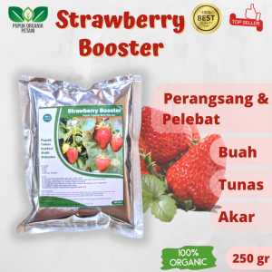 Pupuk Strawberry Pelebat Buah Booster Organik Tanaman Bibit Stoberi Jumbo Korea