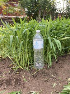 เมล็ดผักบุ้งจีนใบไผ่ ใบเรียวยาว ความงอกสูง ไม่แตกแขนง ซอง 1 กิโลกรัม สิ้นอายุทำพันธุ์ 01 / 70