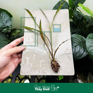 Tiêu Thảo Tiger | Cây Thủy Sinh KHÔNG CO2 Hậu Cảnh Cắm Nền | 8m2