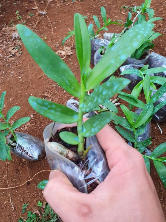 5ct%20ho%20gieo%20h%E1%BA%A1t%207-8%20cm%20-%20Image%204