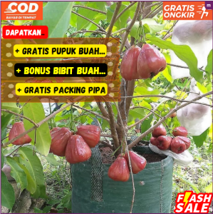 Bibit / Pohon Jambu Dalhari Super Unggul Cepat Berbuah