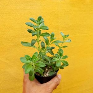 ต้นไม้อวบน้ำ กุหลาบหิน เพล็กแทรนทัสเคนยา Plectranthus sp.(Kenya) #succulents #plectranthus