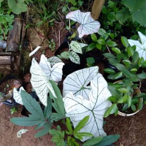 keladi putih tanaman hias murah