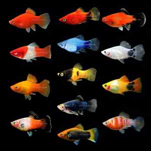 Mix Platy Fish / MoonFish