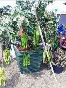 BIBIT PETE JUMBO berbuah dalam pot Bibit Super Bisa COD BAYAR DI TEMPAT