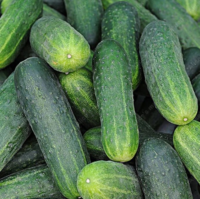 Crispy Cucumber Pipino Vegetable Seeds ( 50 seeds ) - Basic Farm House ...