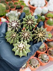Gymnocalycium Friedrichii LB2178 VOS1024 肋骨牡丹 裸萼球属