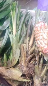 bibit nanas merah asli nanas hutan per 2 bibit