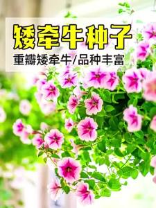 100 Seeds Morning Glory Mixed-Colors unia Seeds unia Flower Seeds unia Plants Potted Seed
