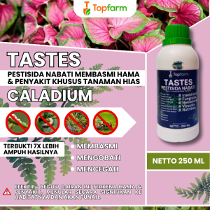 Obat Semprot Lidah Mertua / Obat Tanaman Hias Keladi / Obat Tanaman Keladi / Obat Penyubur Bunga Keladi / Obat Khusus Tanaman Caladium / Obat Tanaman Hias Caladium