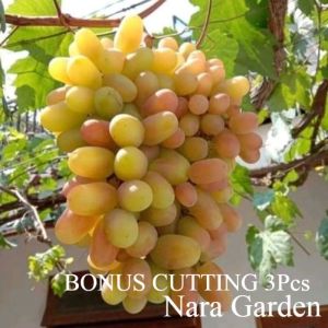 Bibit Anggur Import Transfiguration Garansi Valid 100%