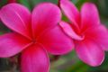 deep pink kalachuchi plumeria flower tree seeds frangipani. 