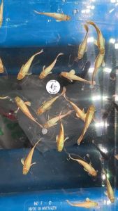 24k Gold Guppy Fish (10pcs Male only)/ Livefish/ Freshwater/ 24k金孔雀鱼