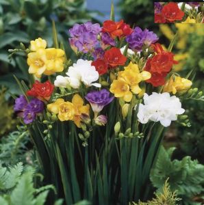 Bộ 10 củ giống hoa lan nam phi mix màu - FlowerSeeds