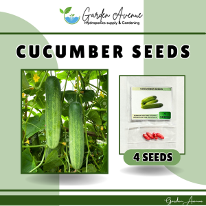 SULIT PACK! CUCUMBER SEEDS (4pcs seeds) HYBRID/EASY TO GROW/HIGH YIELDING