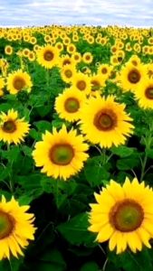 เมล็ดพันธุ์ดอกไม้ ส่งจากไทย เมล็ดพันธุ์ต่างประเทศ ราคาถูก งอกดีคุณภาพดีมีให้เลือกหลากหลายพร้อมส่งคลังสินค้าในประเทศ