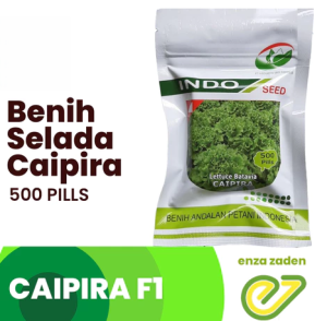 500 butir benih selada TAHAN PANAS indoseed CAiPiRa Original Pabrik / bibit selada keriting PREMIUM