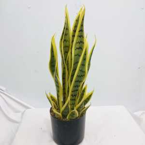 Tanaman Hias Daun Lidah Mertua Sansevieria Pot Bunga Plastik Ornamen Dekorasi Rumah Import COD PBP82
