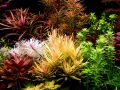 Ammannia pedicellata 'Golden' 黄金柳 (Nesaea pedicellata 'Golden') - aquarium aqua plant [midtech]. 