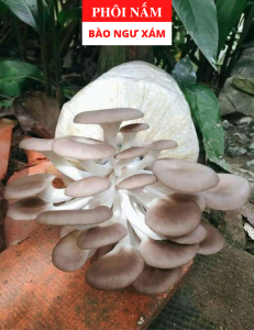 Phôi Nấm Bào Ngư Xám (1 kiện hàng 3 phôi) - Đạt chuẩn VietGap và tặng tài liệu chăm sóc