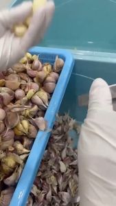 แหนบปอกเปลือกหอม กระเทียม อุปกรณ์ปอกกระเทียม Garlic Peeler