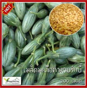 200 เมล็ด มะเขือคางกบรักบี้ เมล็ดมะเขือคางกบรักบี้ เมล็ดมะเขือรักบี้ มะเขือรักบี้ มะเขือเปราะรักบี้ มะเขือคางกบ เมล็ดมะเขือ