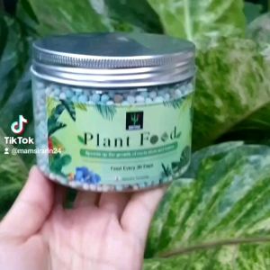 ไม้ใบ Cactus Succulent สารอาหาร สำหรับการร่องราก ใบสวย ไม้ใบ การใช้งาน: สวมเพื่ออาหาร สวมเพื่อเป็นด้วยด้วยใบสวย