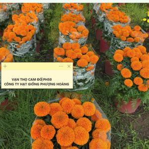 Gói 50 Hạt Vạn Thọ Mỹ F1 PH50 – Cam Đỏ Cổ Lùn Cao 50–55cm