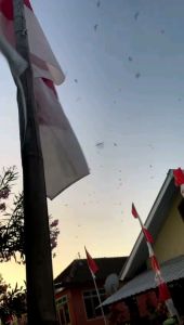 suara walet panggil dan anak sudah di uji hasilx