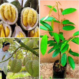 ต้นกล้าทุเรียนแคระอินโดนีเซีย ต้นเสียบยอดสูง 60-80 ซม. พันธุ์คัดเลือกให้ผลผลิตสูง