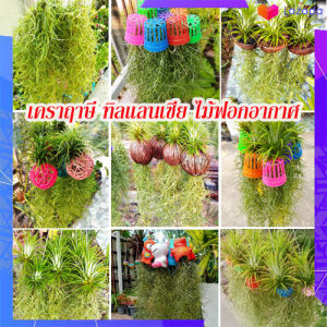 1 ชุด 5 พวง เคราฤาษี หนวดฤาษี ทิลแลนเซีย พืชฟอกอากาศ พร้อมแขวน ไม้ประดับ เหมาะสำหรับตกแต่งบ้าน สวยๆ