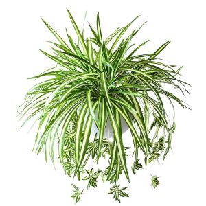 MINIAT Decorative Artificial Plants Simulated Turtle Leaf Green Artificial Faux Plants Chlorophytum Style Fake Plants Wedding Decoration