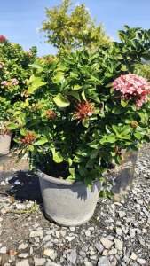 เข็มแคระชมพู หรือเข็มพิษณุโลกชมพู พุ่มใหญ่มาก กระถาง 11 นิ้ว (กทม)