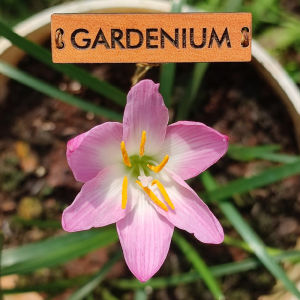 Umbi Bunga Rain Lily Firework - Rainlily Zephyranthes Hybrid
