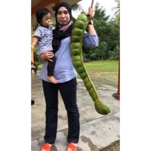 Selamat Datang Ditoko Kami Bibit Pete Jumbo🌱 Okulasi Bibit Siap Tanam Berbuah Dalam Pot Memiliki Jenis Varian Super Genjah Silakan Dicekout Ready Stock
