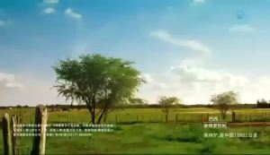 新品养生堂天然维生素C咀嚼片VC片增强免疫力补充VC天然维C含片