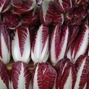 Golden Magnolia lettuce softened chicory red chicory suitable for planting in all seasons a specialty health vegetable