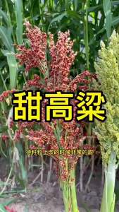 Sticky and glutinous sorghum suitable for making glutinous cakes drought-resistant flood-resistant high-yielding suitable for brewing sweet sorghum ideal for planting in spring and summer
