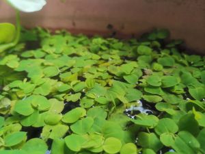 Red Root Floater/ Floating Plants/ Aquatic Plants/ Fresh Green Water Plants for Pond Decoration