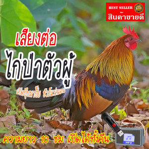 เสียงต่อไก่ป่าตัวผู้ แฟลชไดร์ฟ USB ต่อไก่ป่าตัวผู้ เสียงดังฟังชัด เสียงนกแท้ เสียงดังฟังชัด100% เข้าง่ายติดง่าย