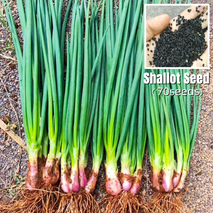 [Fast Growing] 100 Seeds Full Seasons Shallot Seeds for Planting