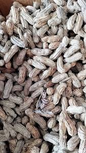 เมล็ดพันธุ์ ถั่วลิสง ถั่วดิน # ลายเสือ # ไทยนาน9 # พวงชมพู **รับประกัน ทางร้านคัดเม็ดให้อย่างดีก่อนส่งค่ะ**เอาไปคั่วกินก็ได้ค่ะ บรรจุ 500 กรัม