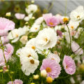 Cosmos Cupcakes and Saucers 20 Seeds Cosmos Bipinnatus Mixed Colors. 
