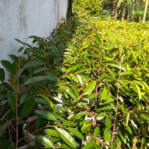 Bibit Durian Musangking super unggul