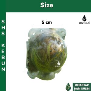 Bekas Acuan Tut  Air Layering High Pressure Plant Rooting Ball Propagating Device 扦插高压盒 SHS Kebun