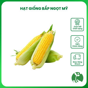 Hạt giống Bắp ngọt Mỹ (Ngô ngọt) - Gói 10gr - Tỷ lệ nảy mầm >90% - Trồng quanh năm