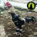 BARBEL AYAM JAGO PAKET BEGEL AYAM 100,200,300 & 500 GR BANGKOK SATU PASANG PEMBERAT KAKI AYAM ADUAN BARBEL AYAM 500 GR PENGUAT. 