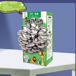 A Complete Collection of Mushroom Planting Bags Red Flammulina Mushroom Bags Home DIY Small Potted Plants Fresh Mushrooms 蘑菇种植包红平菇菌包DIY小盆栽