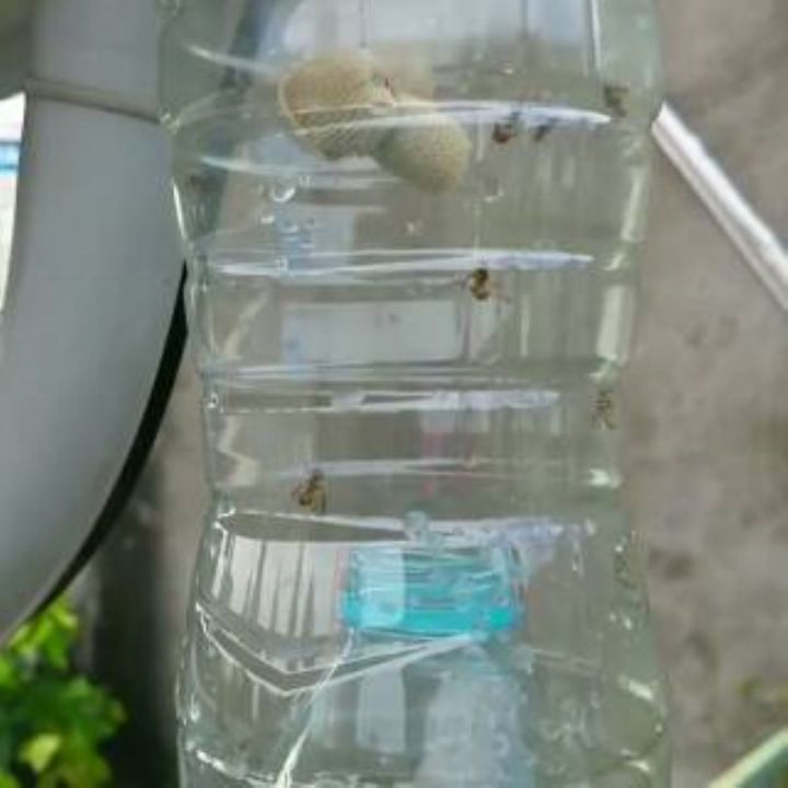 PETROGENOL%20FEROMON%20PERANGKAP%20LALAT%20BUAH%20-%20Image%204